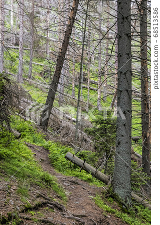 Forest footpath to the Sina hill, Low Tatras 68513586