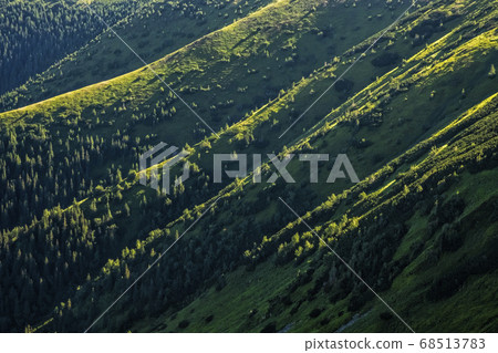 Sunrise in coniferous forest, Western Tatras 68513783