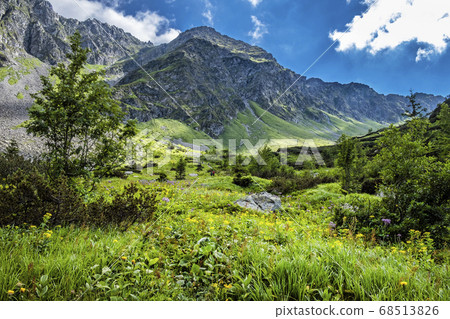 Flowering meadow, Sad valley, Western Tatras, Flowering meadow, Sad valley, Western Tatras, 68513826