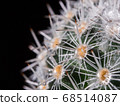 Cactus (Kibomaru) thorn with dew 68514087