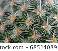Cactus (Kibomaru) thorn with dew 68514089