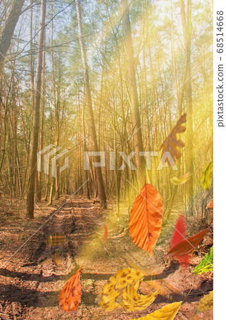 Colorful autumn leaves in freefall. Autumnal mood Colorful autumn leaves in freefall. Autumnal mood 68514668