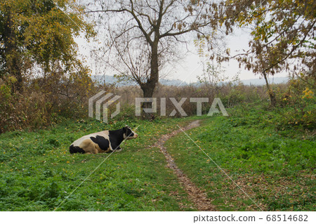 Cow grazing on grass. cow in a green farm yard 68514682