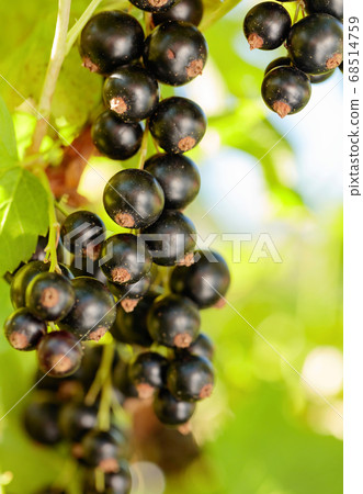 Blackcurrants on the bush branch. 68514759