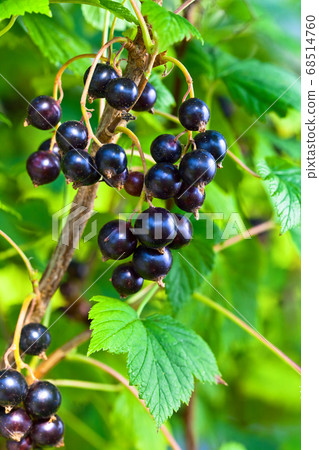 black currant, ripe berries on a branch 68514760