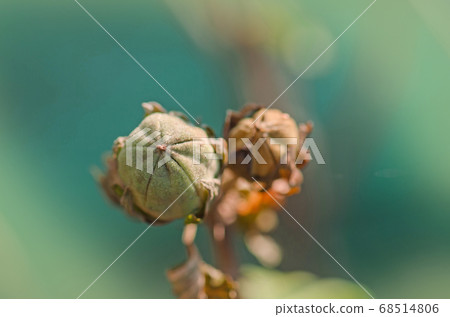 Brown seed pods on Hibiscus plant. Hibiscus flower Brown seed pods on Hibiscus plant. Hibiscus flower 68514806