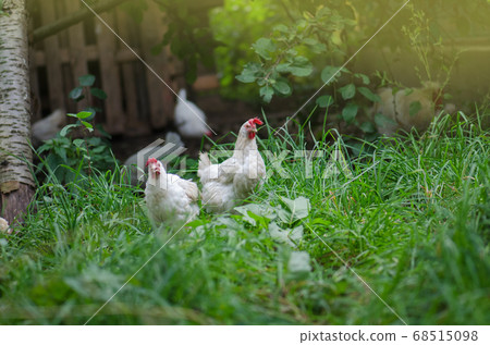 Free range living chicken on farm. Hens roam 68515098