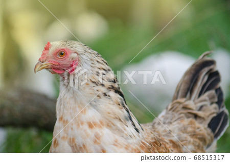 Domestic hen on the green grass 68515317