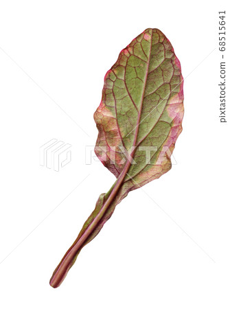 Ajuga leaf isolated 68515641