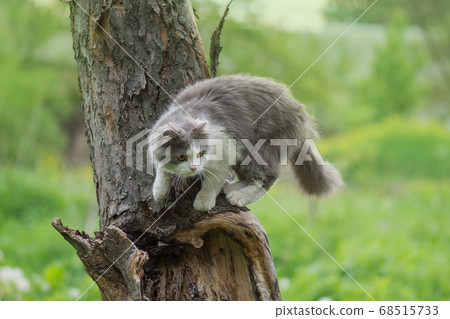 Beautiful cat sitting on a tree 68515733
