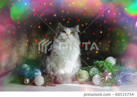 Cat in living room decorated for Christmas. 68515734