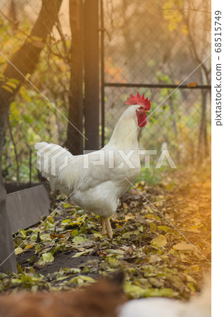 Autumn landscape with cock . Rooster on autumn 68515749