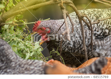 Pockmarked chicken on the farm in summer Pockmarked chicken on the farm in summer 68515769