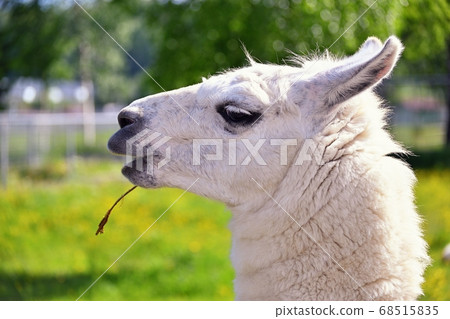 Alpaca portrait in nature zoo 68515835