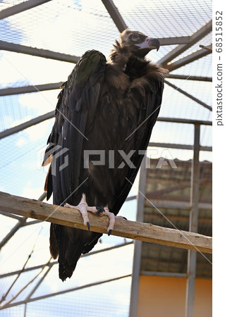 Predator bird black vulture in zoo Predator bird black vulture in zoo 68515852