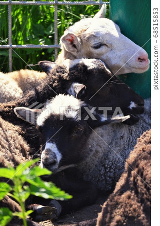 Ram, sheep lying on the grass Ram, sheep lying on the grass 68515853
