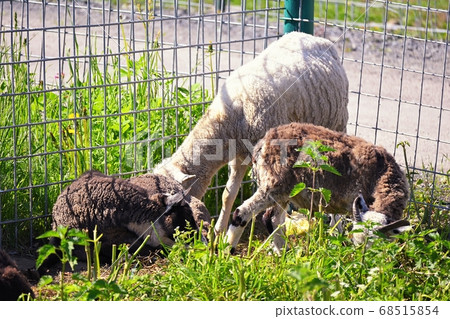 Ram, sheep lying on the grass Ram, sheep lying on the grass 68515854