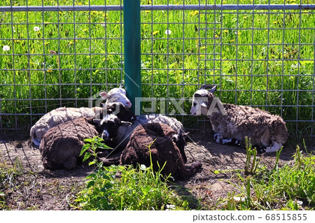 Ram, sheep lying on the grass Ram, sheep lying on the grass 68515855