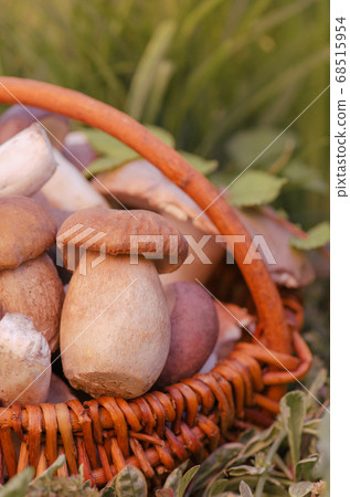 Mushrooms in a basket. Harvest brown cap boletus 68515954