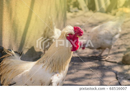Close up head rooster. Close up of head chicken 68516007