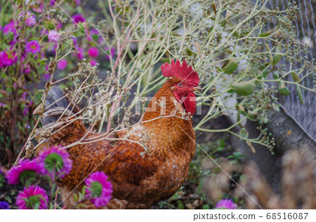 Red hen in garden Red hen in garden 68516087