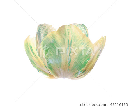 Green tulip flower isolated 68516183