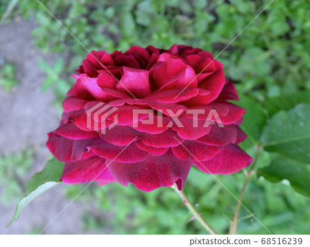 Red roses flowers Red roses flowers 68516239