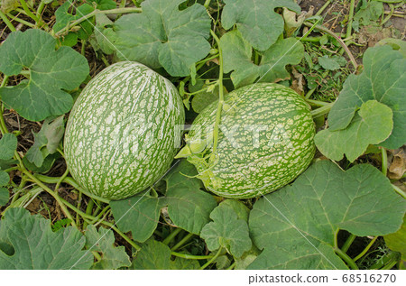 Cucurbita ficifolia growing. 68516270