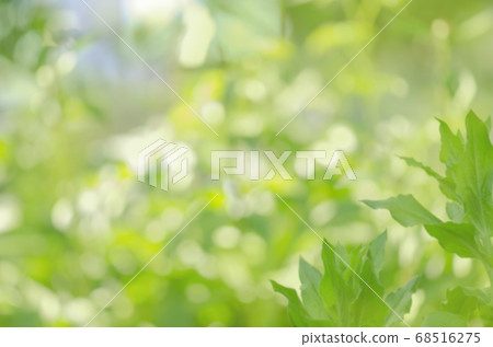 Green bokeh background 68516275