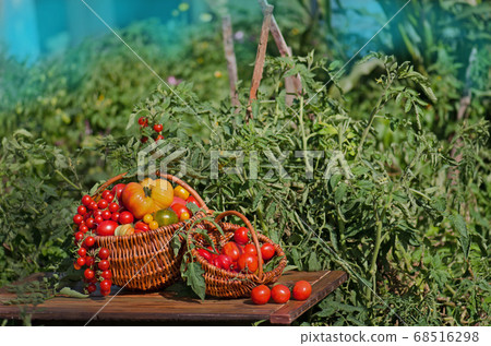 Different tomatoes in baskets near the greenhouse 68516298