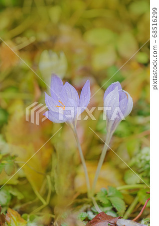 Purple crocus growing outside Purple crocus growing outside 68516299