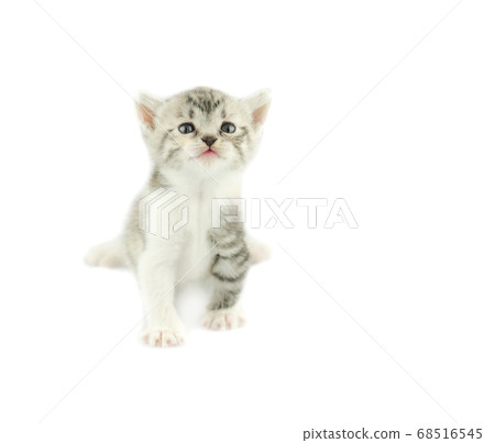 kitten isolated over white background 68516545