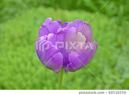 Blue parrot tulip 68516559
