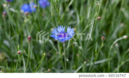 Blue cornflowers on green field in Russia Blue cornflowers on green field in Russia 68516747