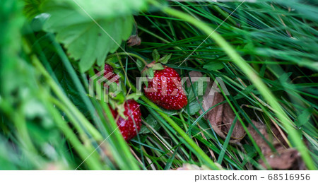 Two strawberries on ground under green leaves Two strawberries on ground under green leaves 68516956