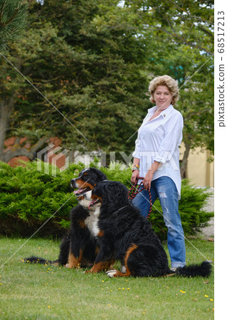 woman with dogs woman with dogs 68517213