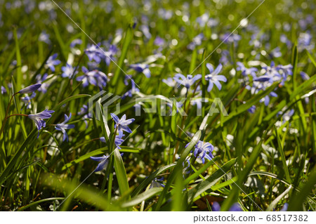 blue forget-me-not flowers blue forget-me-not flowers 68517382