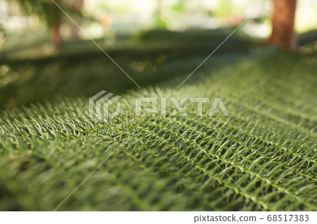tropical plant closeup tropical plant closeup 68517383