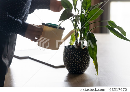 Close up young mixed race businesswoman watering indoors plants. 68517670