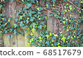 Green ivy on vintage wooden wall backgound 68517679