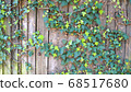 Green ivy on vintage wooden wall backgound 68517680