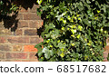Green ivy on vintage brick wall backgound 68517682