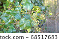Green ivy on vintage brick wall backgound 68517683