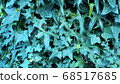 Green ivy on vintage wooden wall backgound 68517685