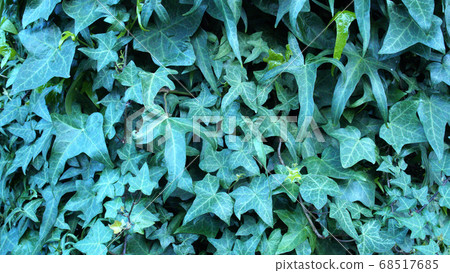 Green ivy on vintage wooden wall backgound Green ivy on vintage wooden wall backgound 68517685