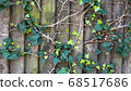 Green ivy on vintage wooden wall backgound 68517686