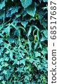 Vertical photo of green ivy on vintage wooden wall backgound 68517687