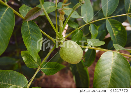 Green walnut in near plan 68517770