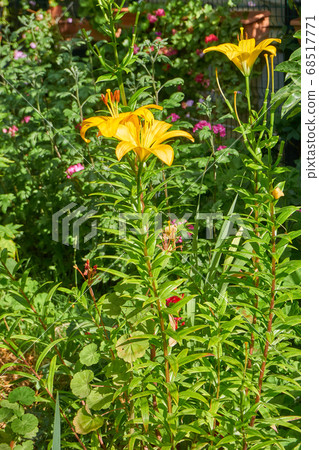 Beautiful lily flower in the garden 68517771