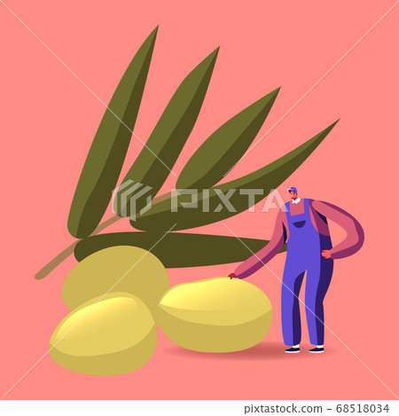 Plantation Harvesting, Farmer Character Picking Ripe Olives for Traditional Production of Virgin Oil. Man in Overalls Plantation Harvesting, Farmer Character Picking Ripe Olives for Traditional Production of Virgin Oil. Man in Overalls 68518034